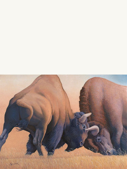 BISON BISON
